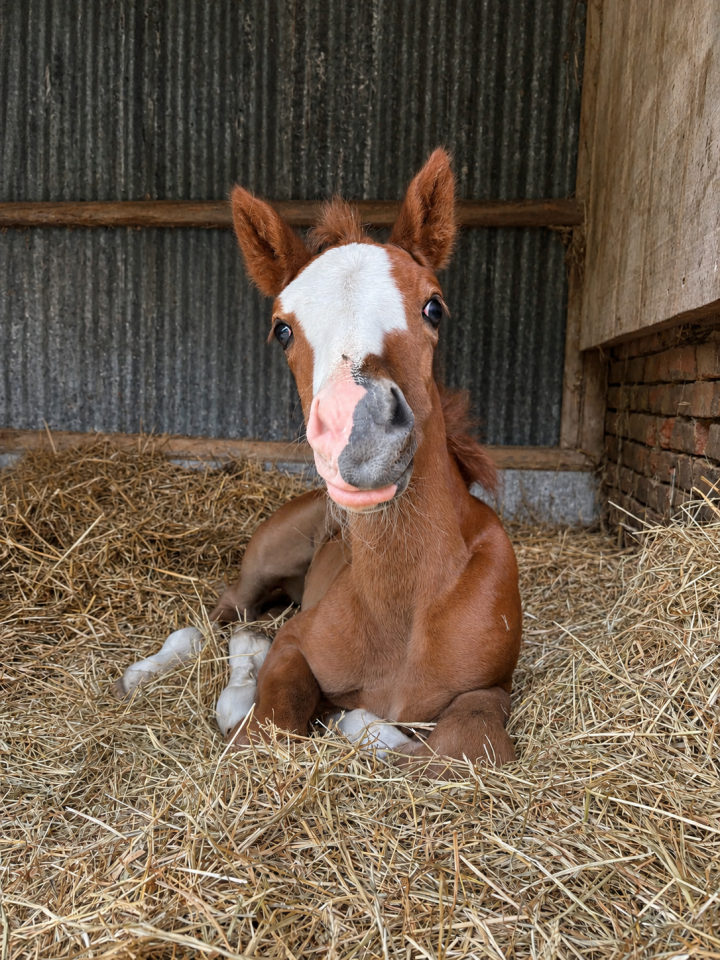 Entire French Saddle Pony For sale 2026 Chesnut