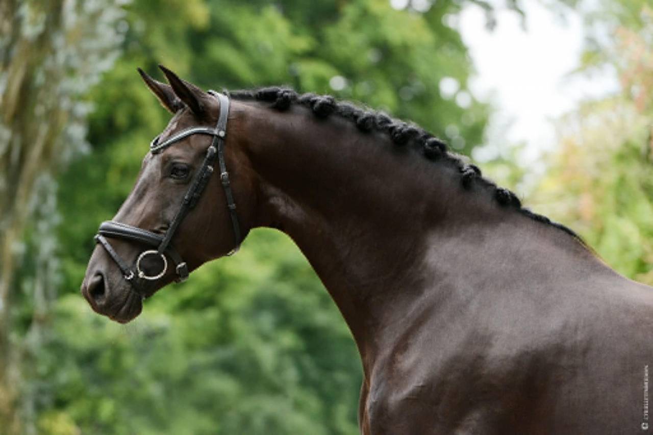 Mare German Warmblood For sale 2014 Black