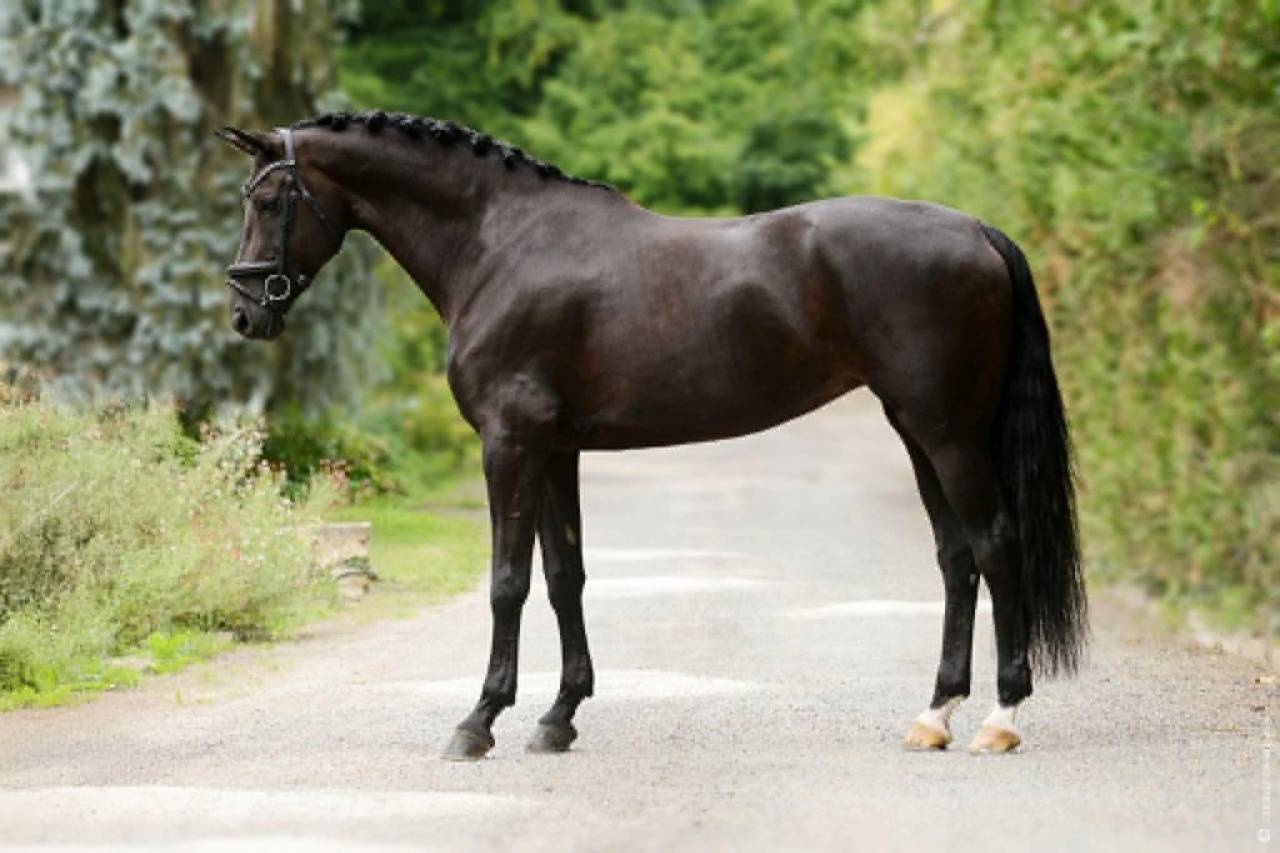 Mare German Warmblood For sale 2014 Black