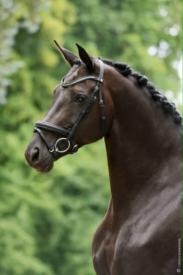 Mare German Warmblood For sale 2014 Black