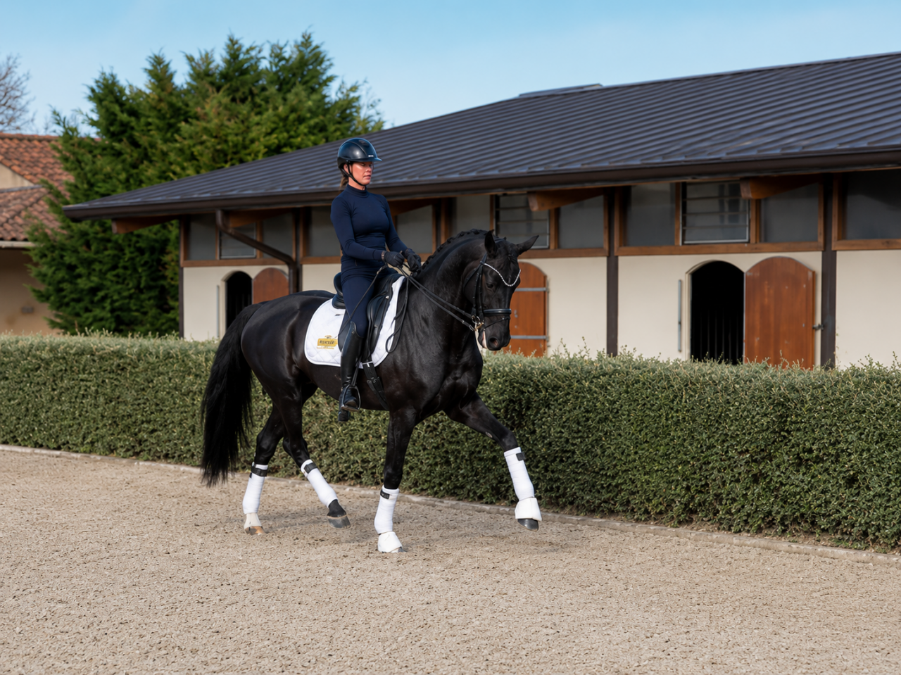 Mare German Warmblood For sale 2014 Black