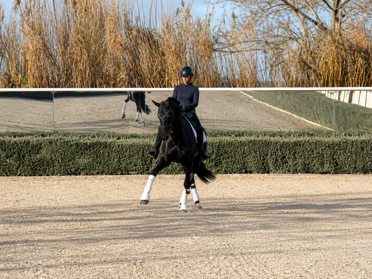 Mare German Warmblood For sale 2014 Black