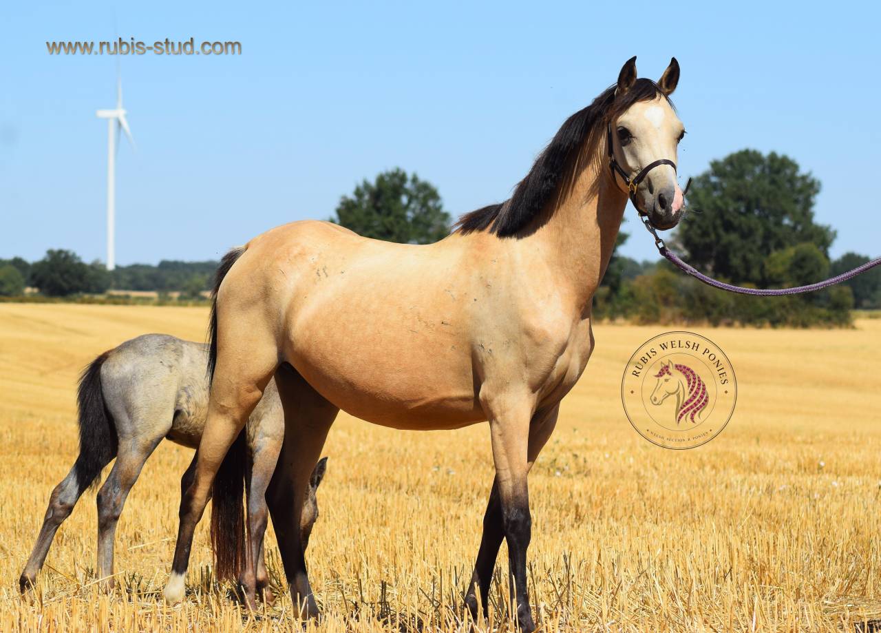 Mare Welsh Pony (Section B) For sale 2023 Buckskin
