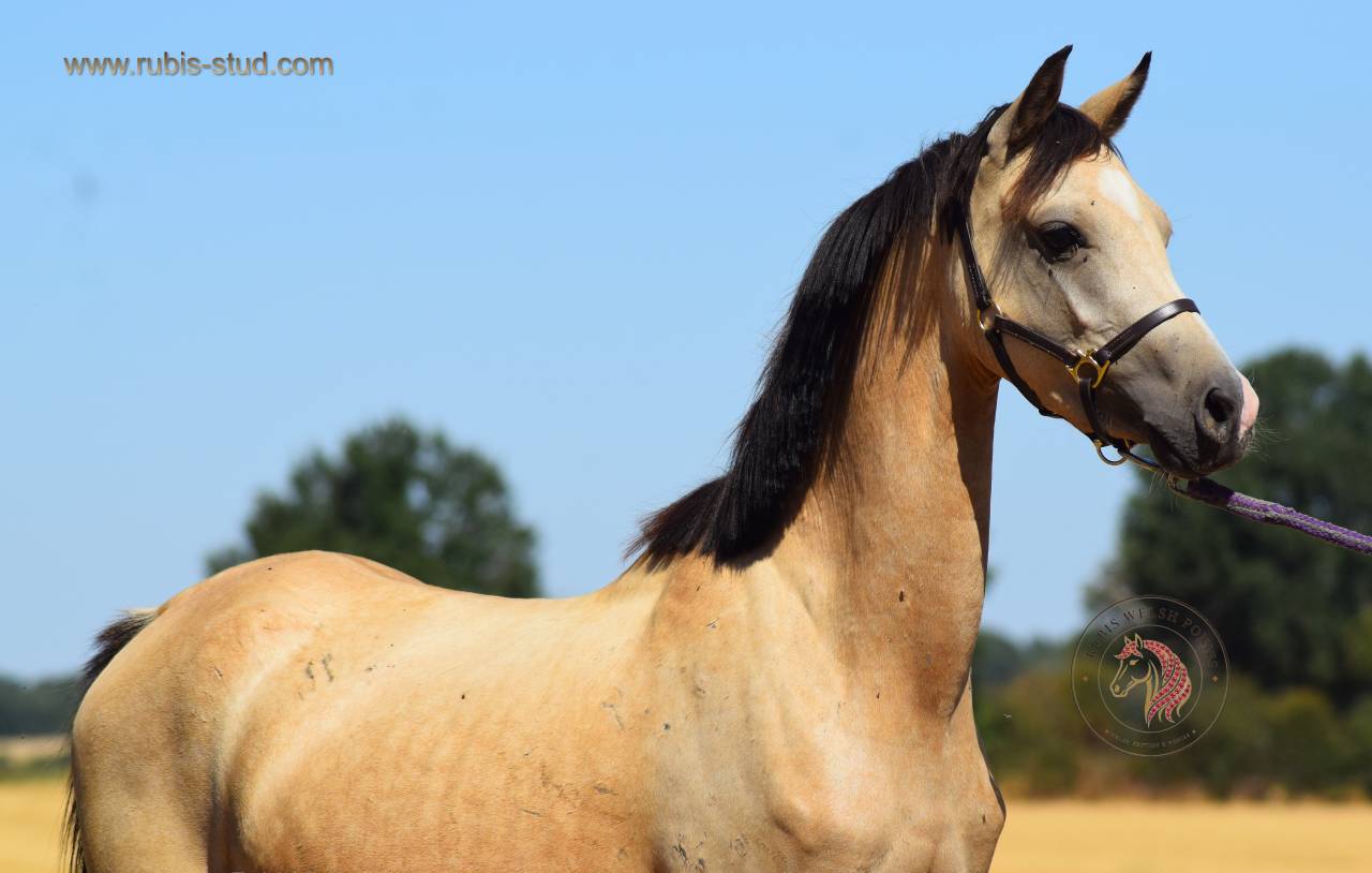 Mare Welsh Pony (Section B) For sale 2023 Buckskin