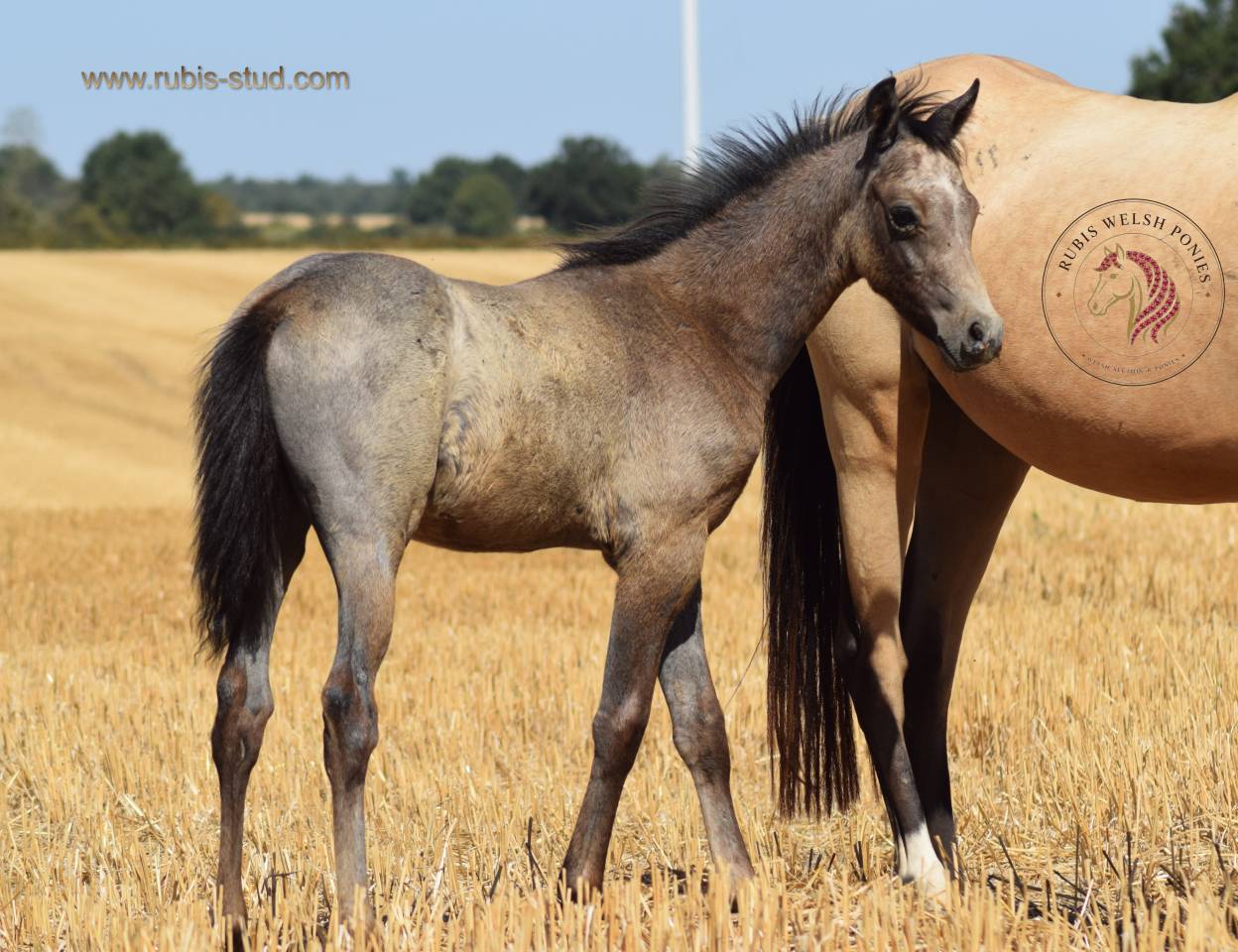 Mare Welsh Pony (Section B) For sale 2023 Buckskin