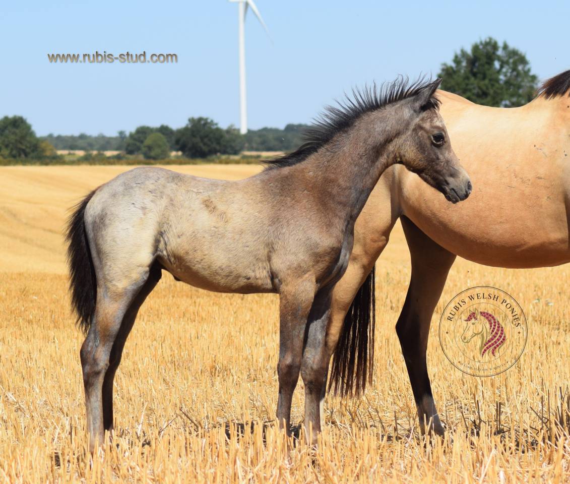 Mare Welsh Pony (Section B) For sale 2023 Buckskin