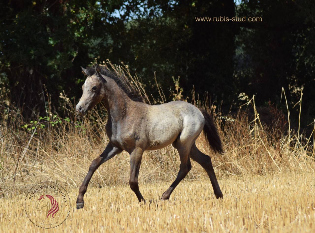 Mare Welsh Pony (Section B) For sale 2023 Buckskin