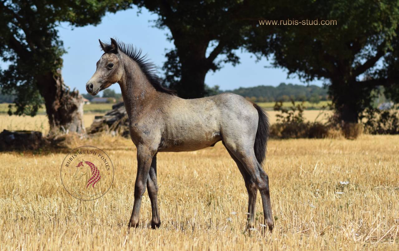 Mare Welsh Pony (Section B) For sale 2023 Buckskin