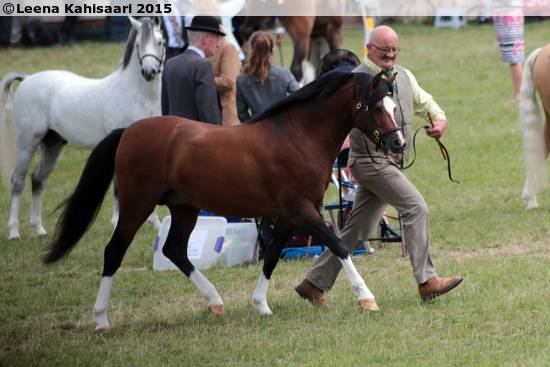 Mare Welsh Pony (Section B) For sale 2023 Buckskin