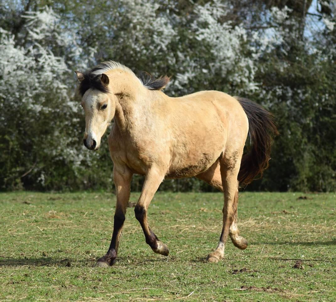 Mare Welsh Pony (Section B) For sale 2023 Buckskin