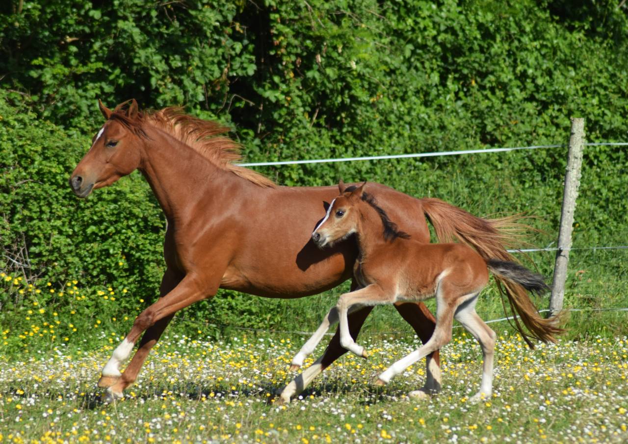 Mare Welsh Pony (Section B) For sale 2022 Chesnut