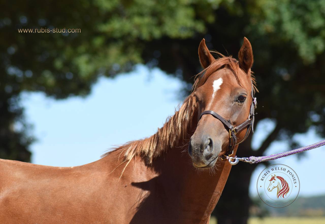 Mare Welsh Pony (Section B) For sale 2022 Chesnut