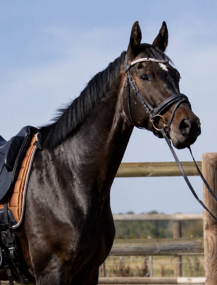 Gelding Selle Fran&ccedil;ais For sale 2020 Dark Bay