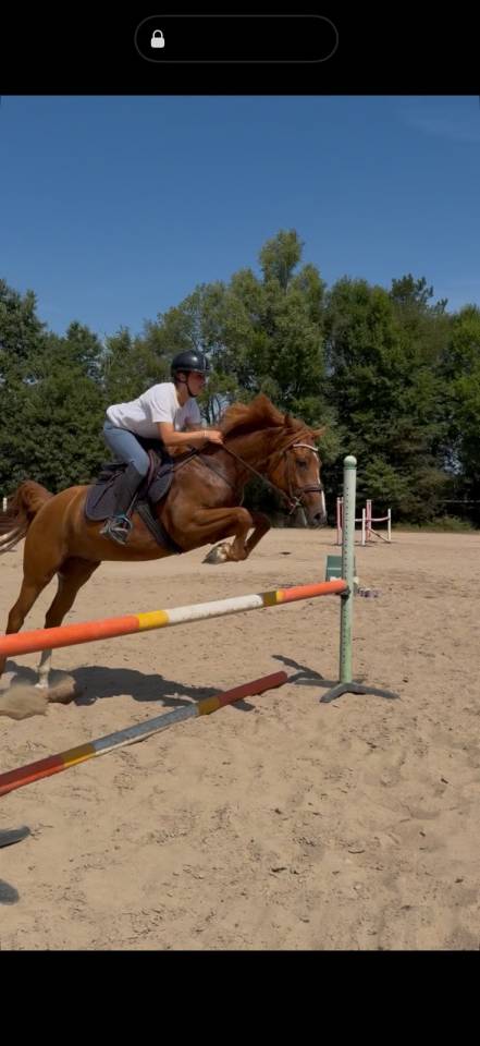 Gelding Anglo-Arabian For sale 2023 Chesnut