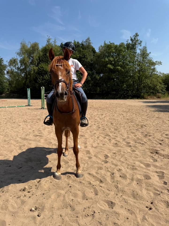 Gelding Anglo-Arabian For sale 2023 Chesnut