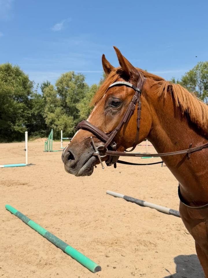 Gelding Anglo-Arabian For sale 2023 Chesnut