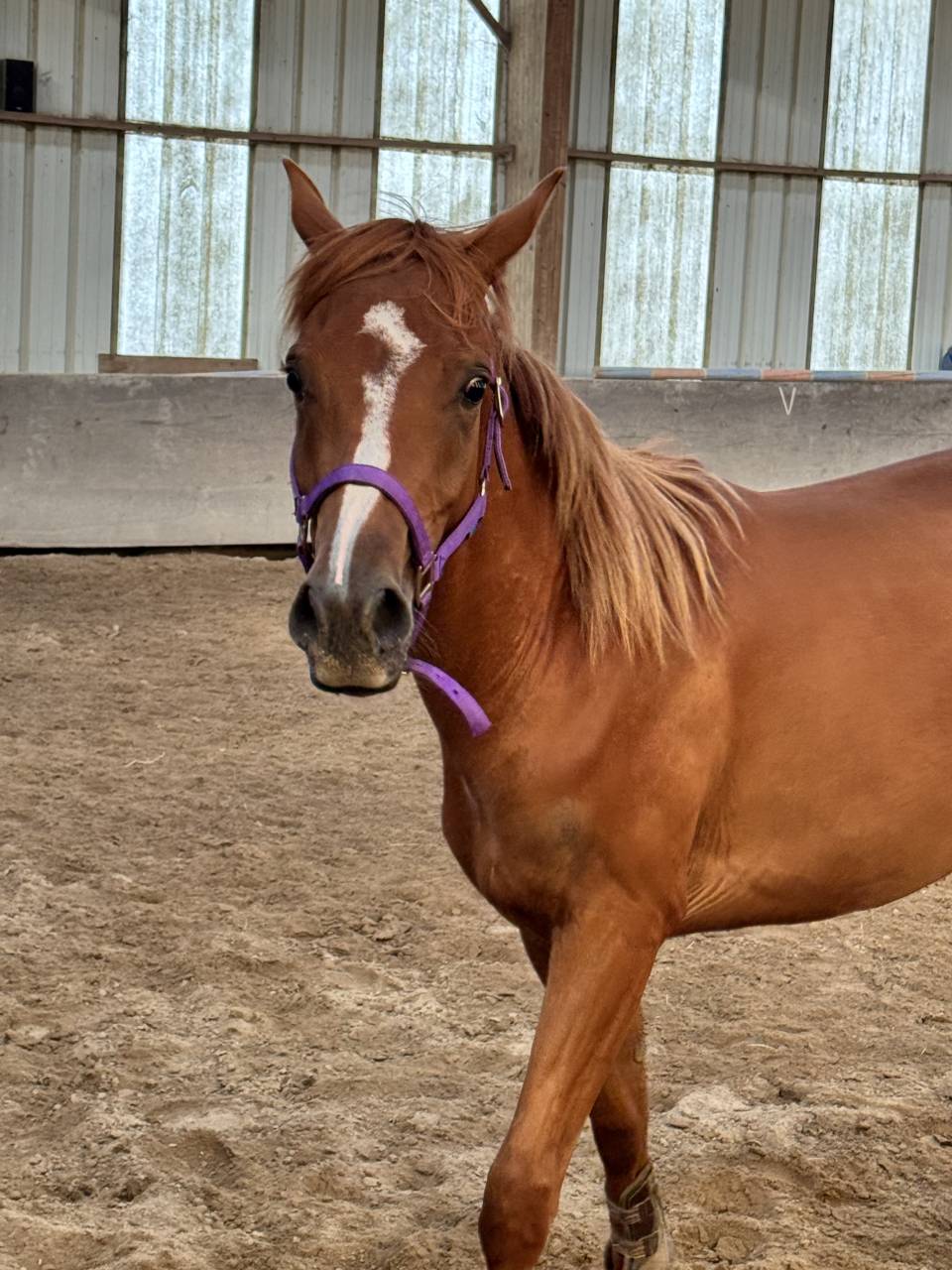 Gelding Anglo-Arabian For sale 2023 Chesnut