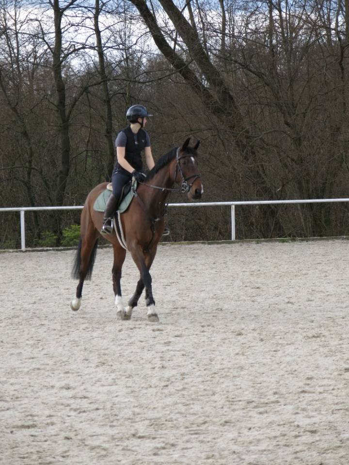 Winning gelding for children/ junior classes