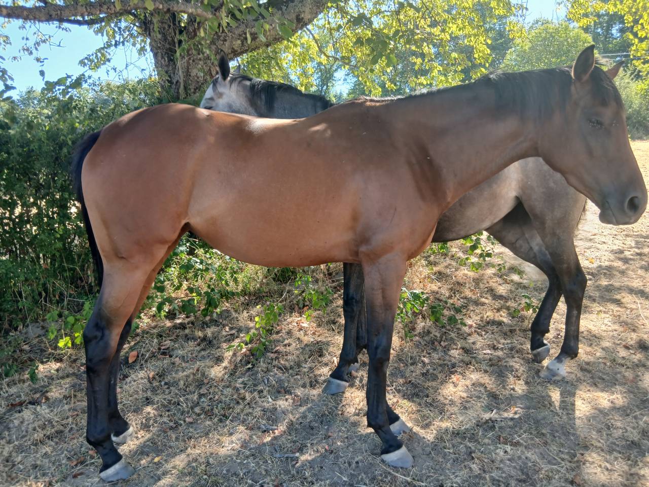 Filly English Thoroughbred For sale 2023 Bay