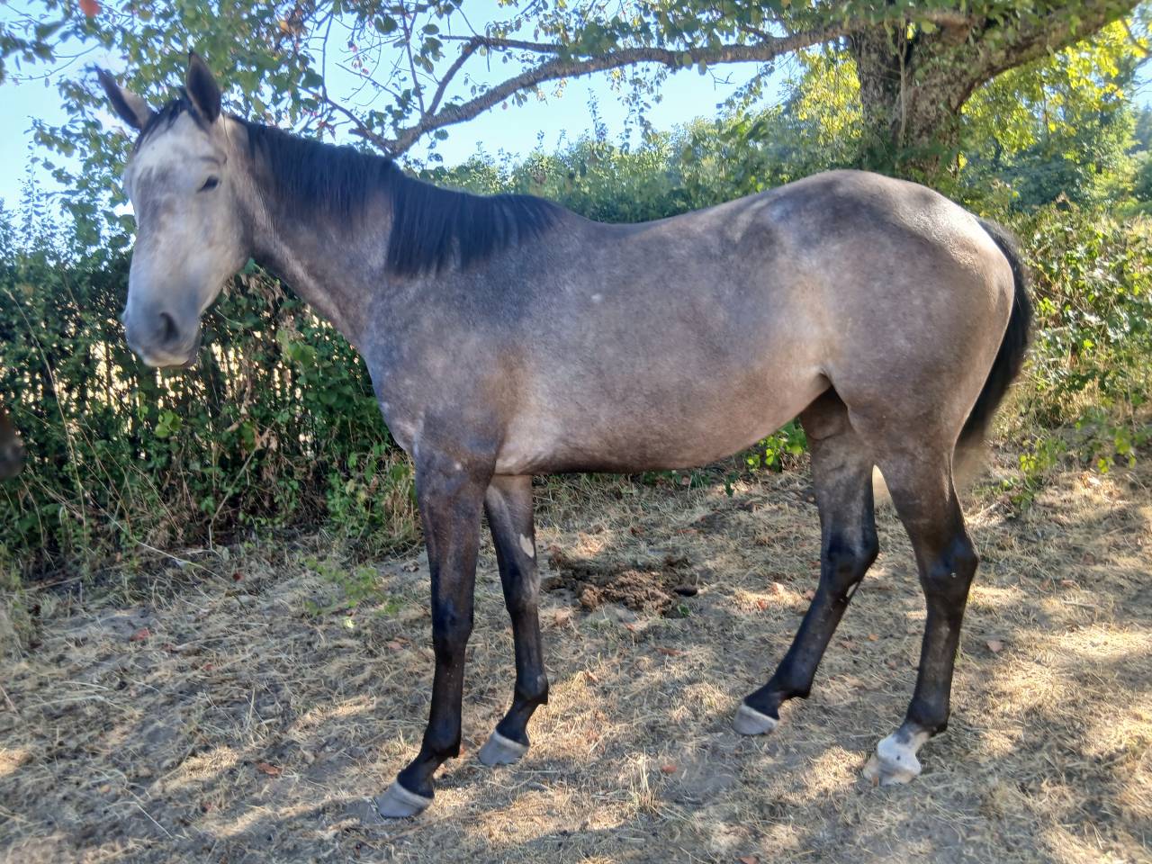 Filly English Thoroughbred For sale 2023 Bay