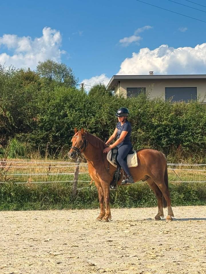 Gelding French Saddle Pony For sale 2023 Chesnut