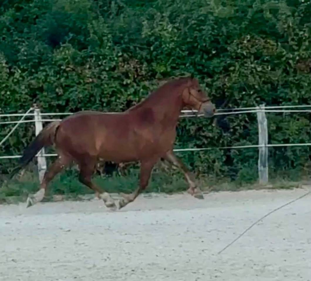 Gelding French Saddle Pony For sale 2023 Chesnut