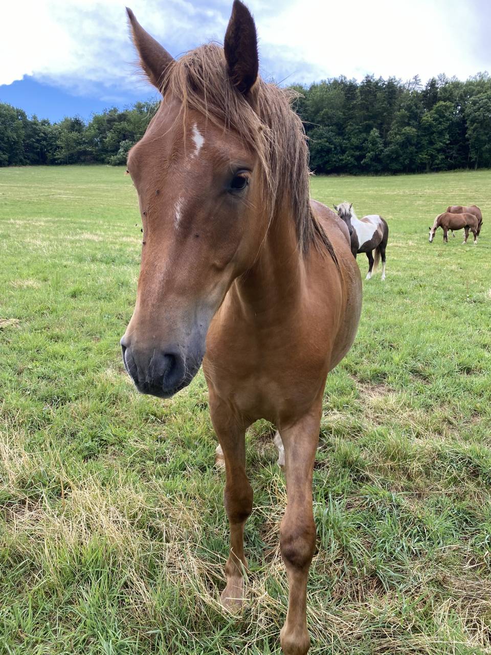 Gelding French Saddle Pony For sale 2023 Chesnut