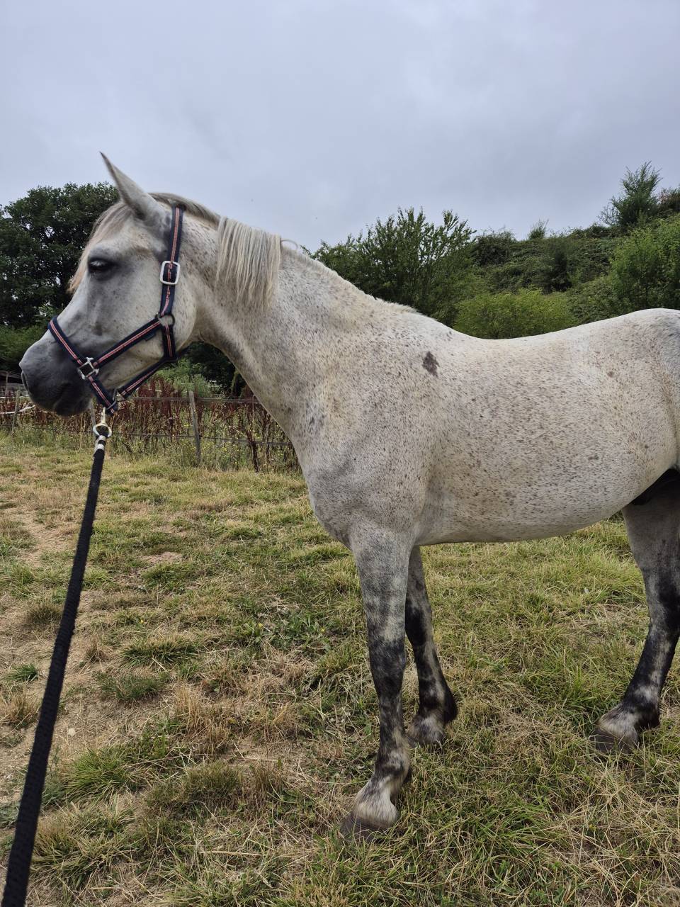 Gelding Connemara For sale 2019 Grey