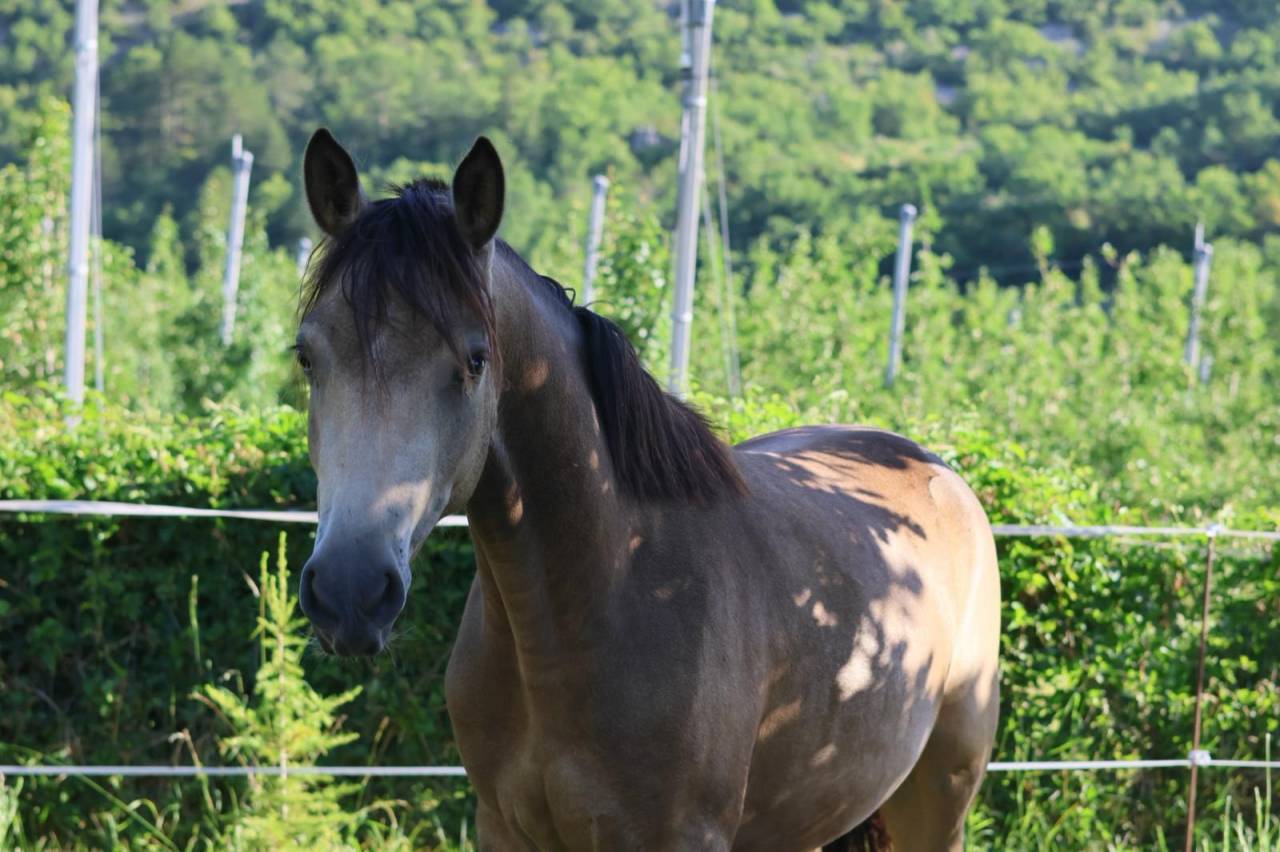 Mare French Saddle Pony For sale 2024 Buckskin