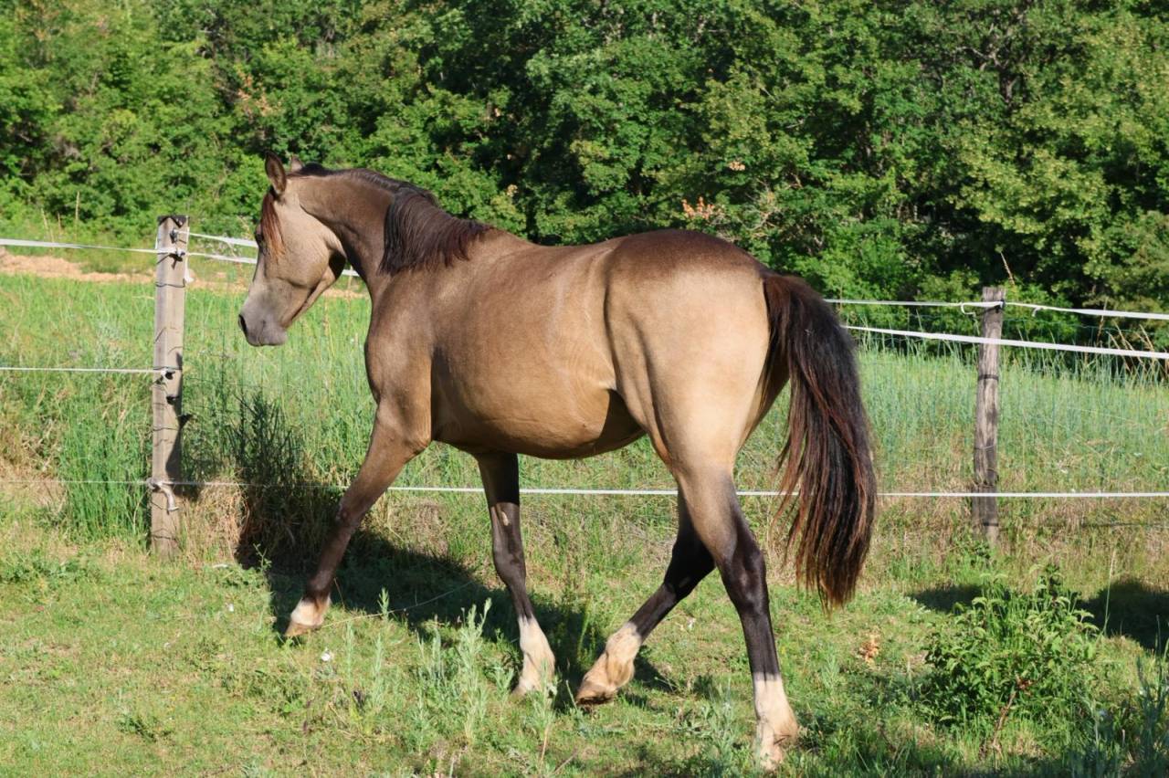 Mare French Saddle Pony For sale 2024 Buckskin
