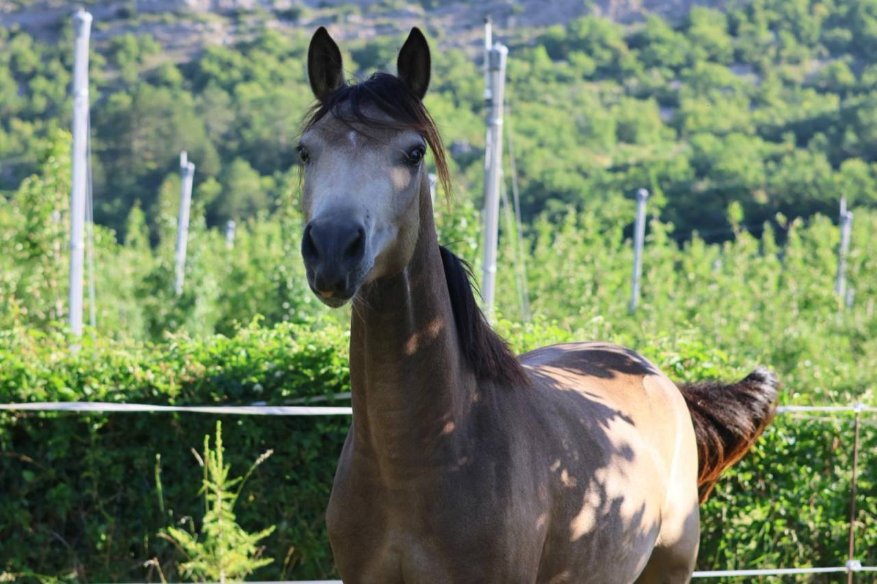 Mare French Saddle Pony For sale 2024 Buckskin