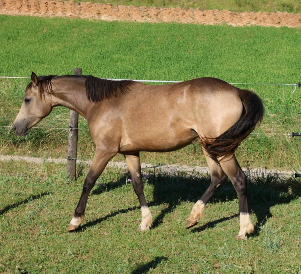 Mare French Saddle Pony For sale 2024 Buckskin