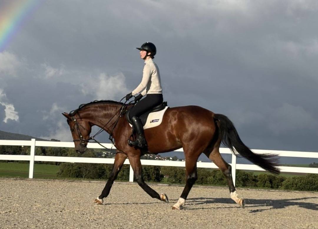 Mare KWPN Dutch Warmblood For sale 2020 Bay