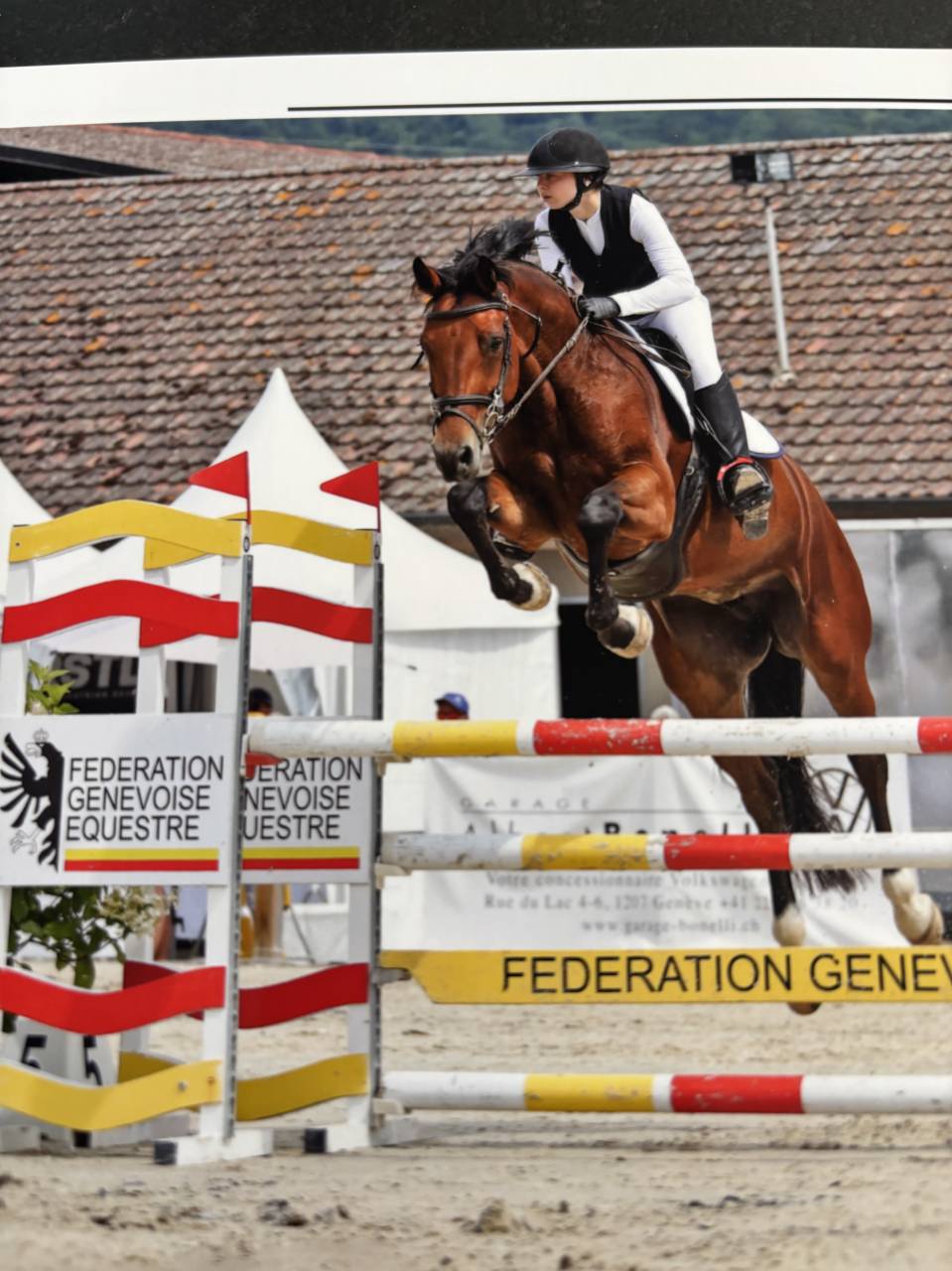 Mare KWPN Dutch Warmblood For sale 2020 Bay