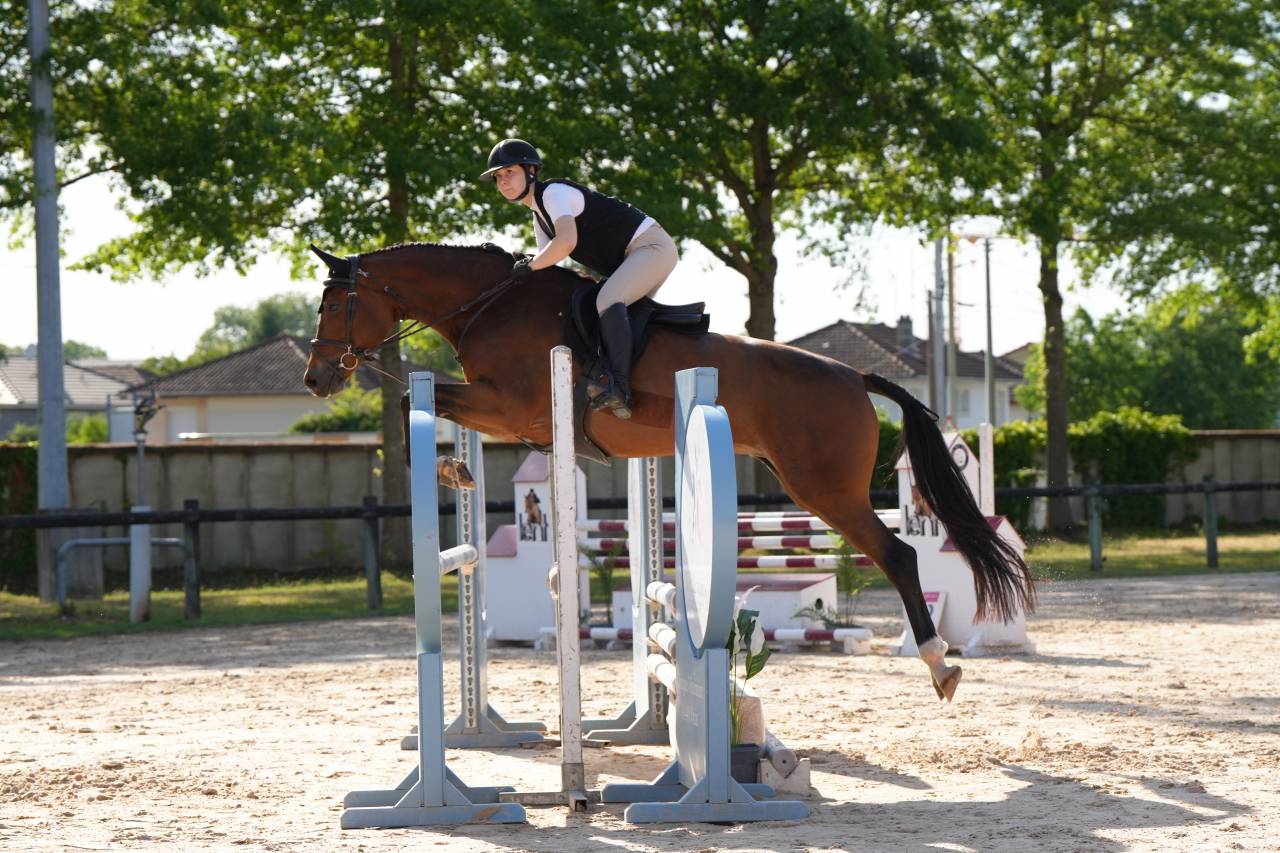 Mare KWPN Dutch Warmblood For sale 2020 Bay