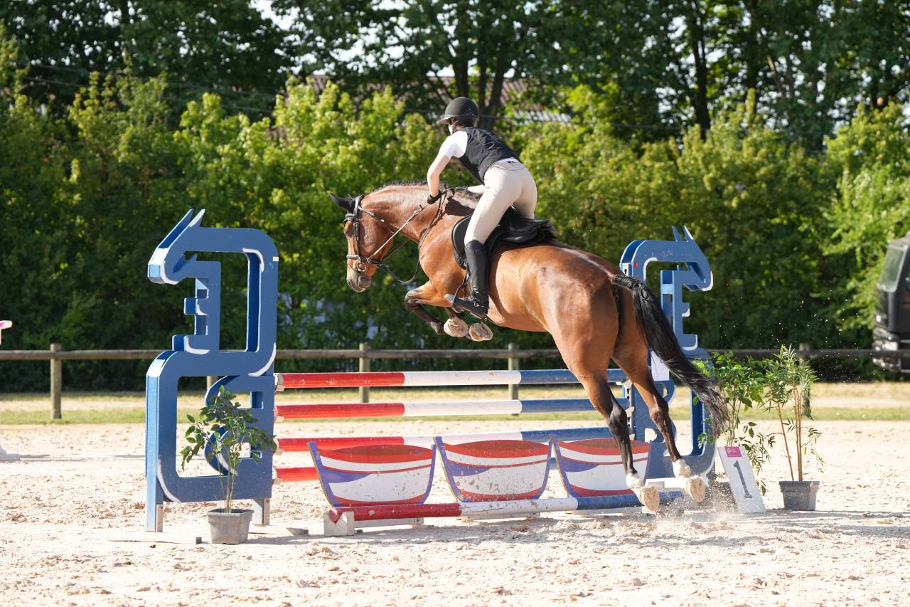 Mare KWPN Dutch Warmblood For sale 2020 Bay