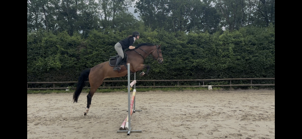 Mare KWPN Dutch Warmblood For sale 2020 Bay