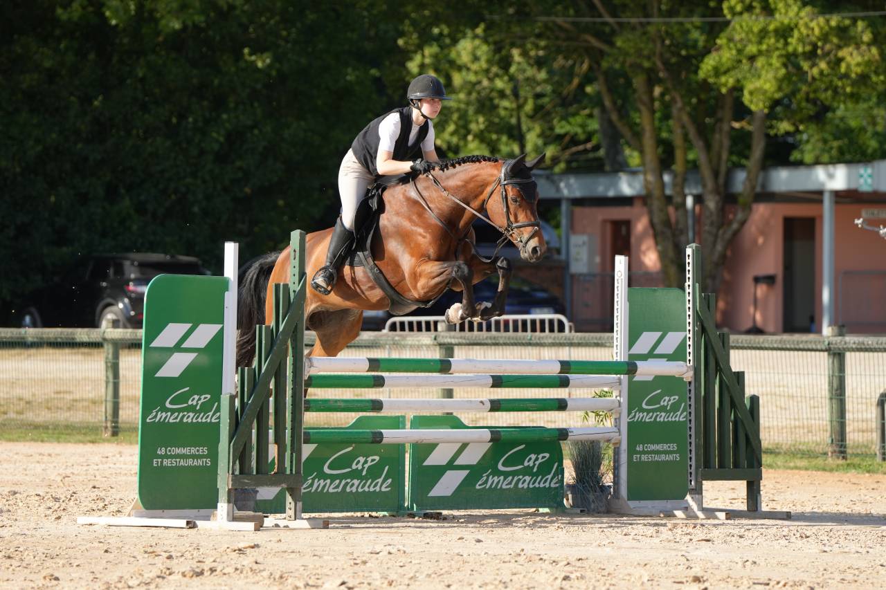 Mare KWPN Dutch Warmblood For sale 2020 Bay