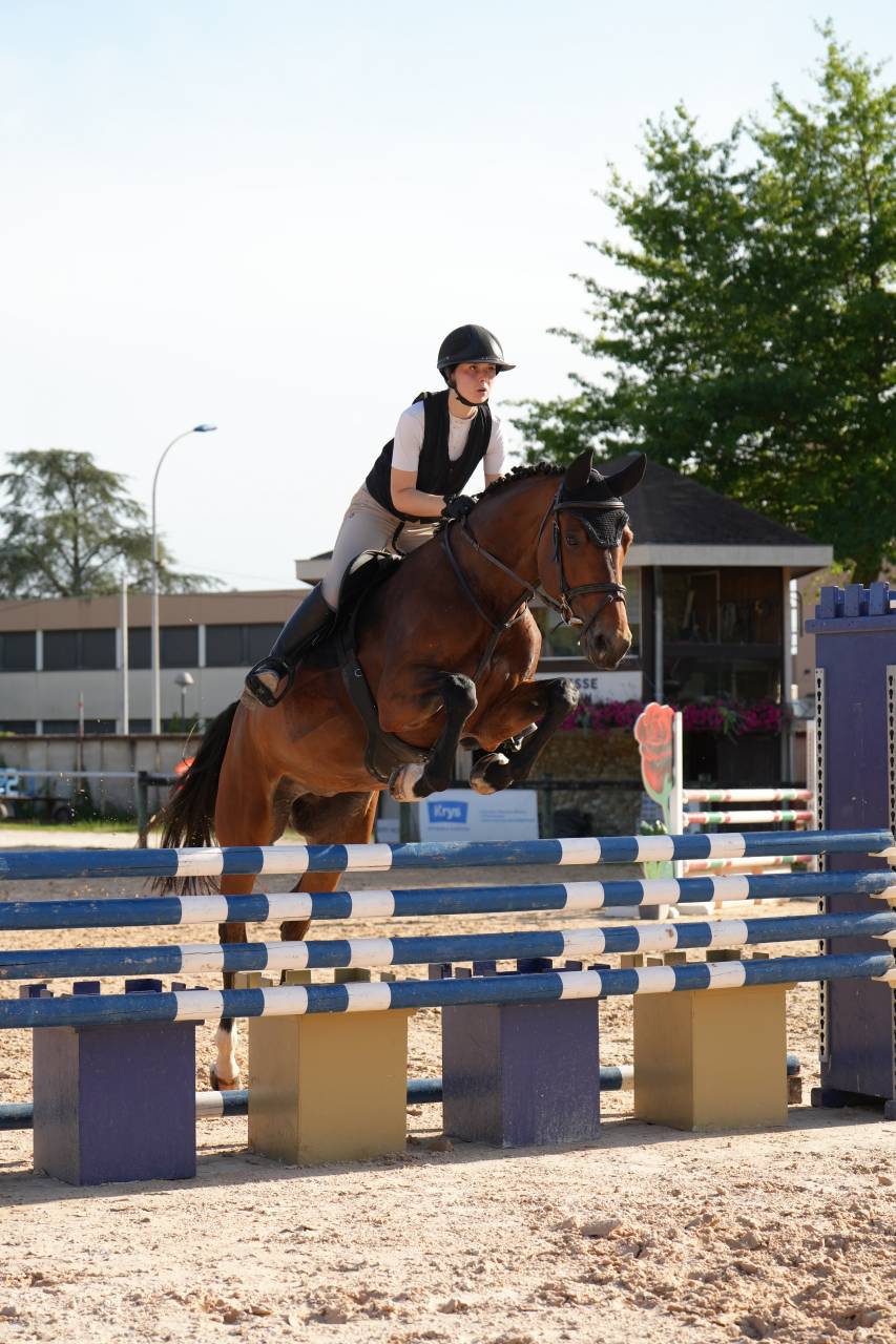 Mare KWPN Dutch Warmblood For sale 2020 Bay