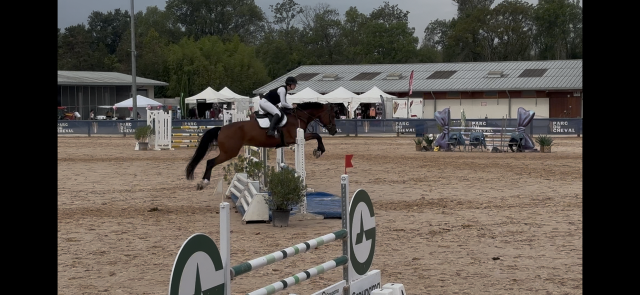 Mare KWPN Dutch Warmblood For sale 2020 Bay