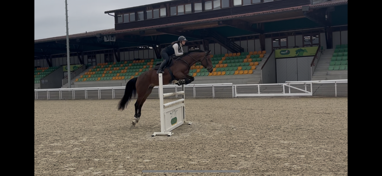 Mare KWPN Dutch Warmblood For sale 2020 Bay