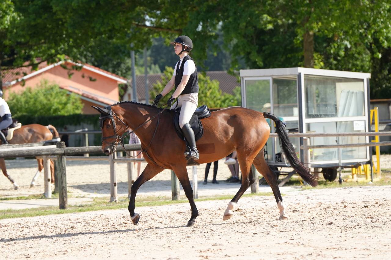 Mare KWPN Dutch Warmblood For sale 2020 Bay