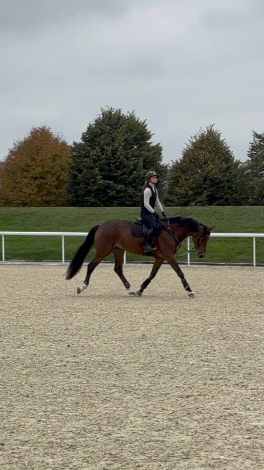 Mare KWPN Dutch Warmblood For sale 2020 Bay