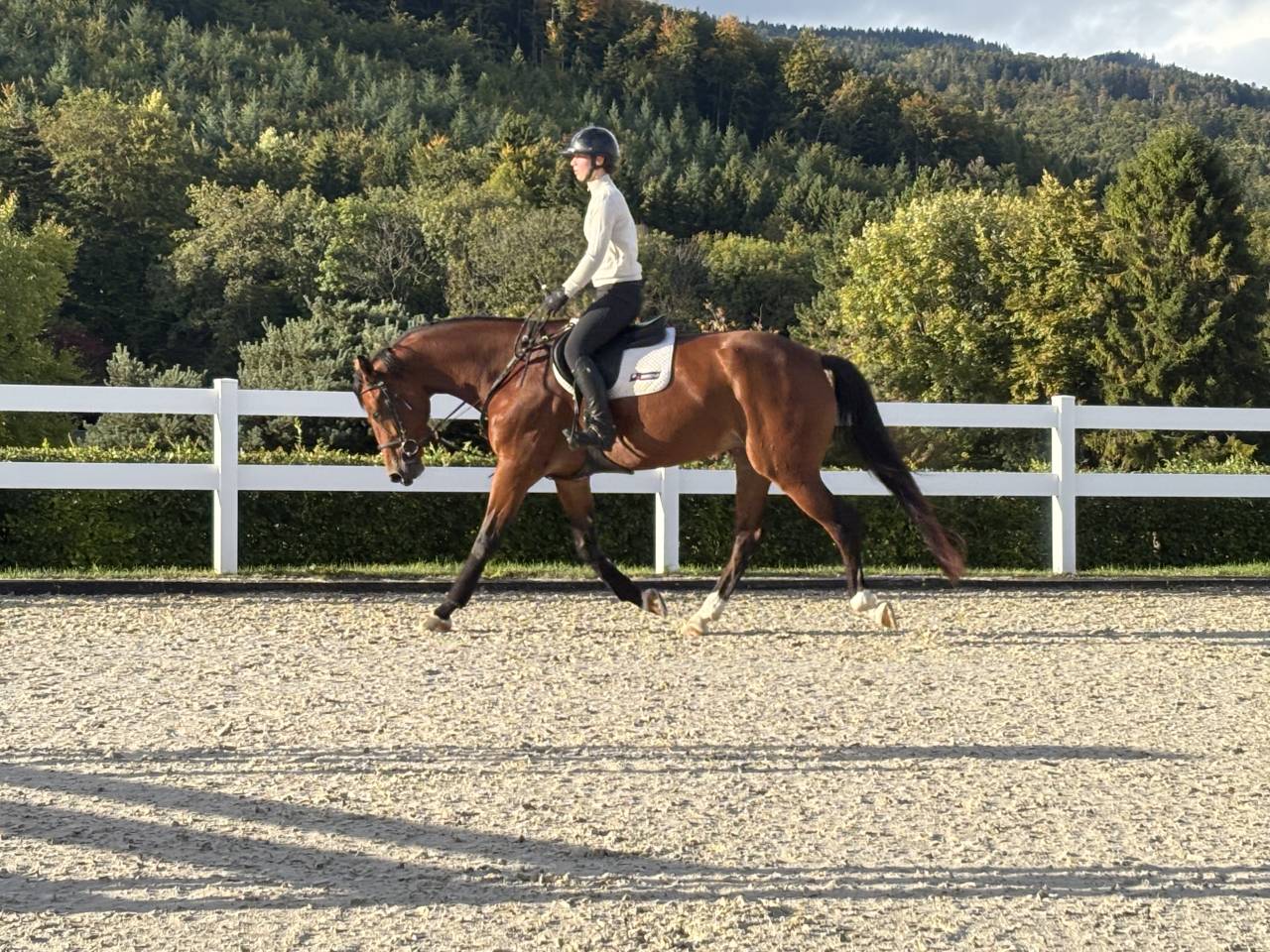 Mare KWPN Dutch Warmblood For sale 2020 Bay