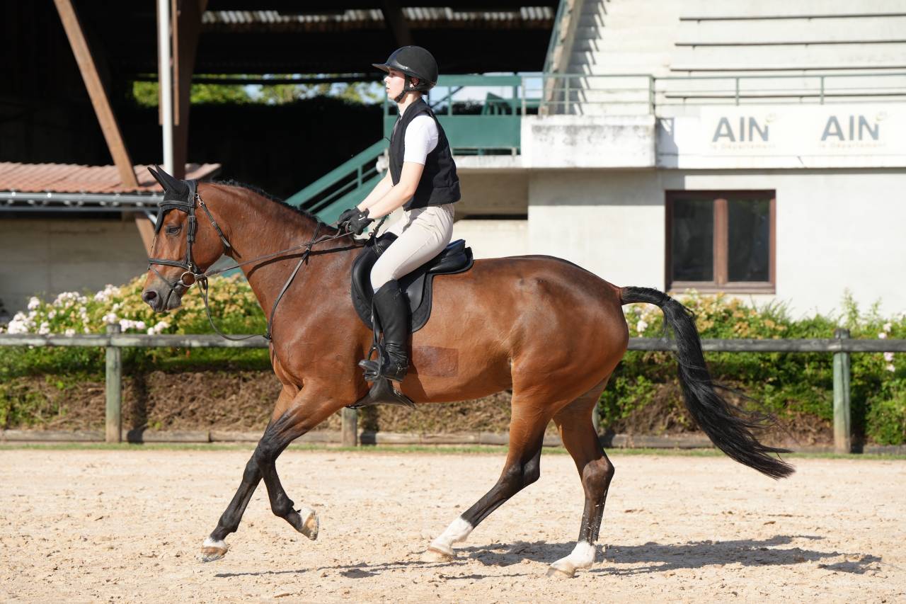 Mare KWPN Dutch Warmblood For sale 2020 Bay