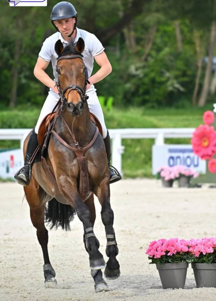 Mare Selle Fran&ccedil;ais For sale 2017 Bay