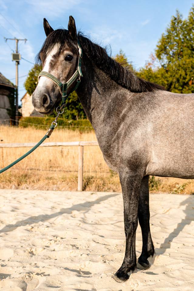 Mare Connemara For sale 2023 Grey