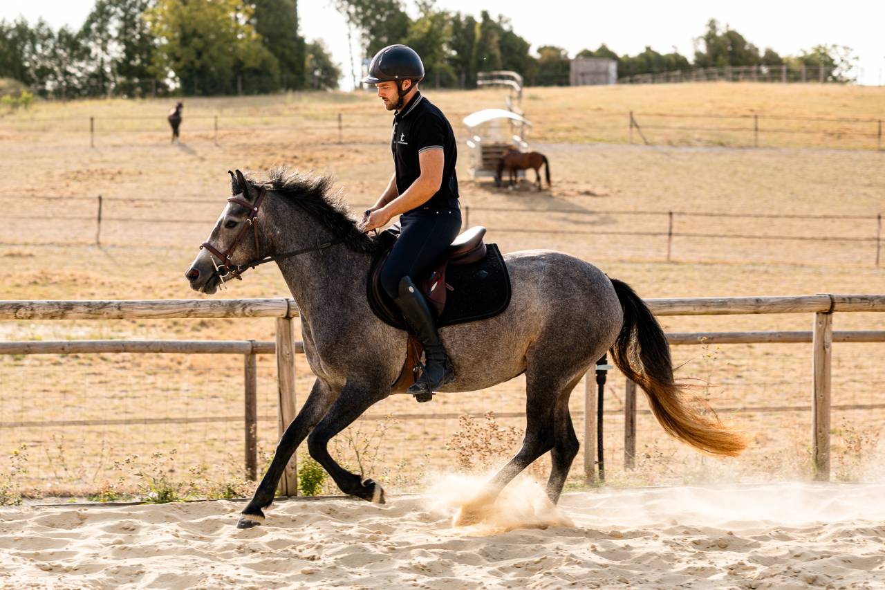 Mare Connemara For sale 2023 Grey