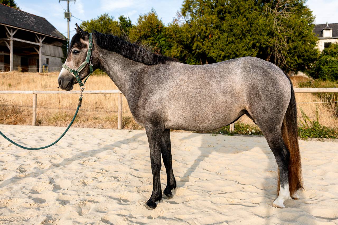 Mare Connemara For sale 2023 Grey