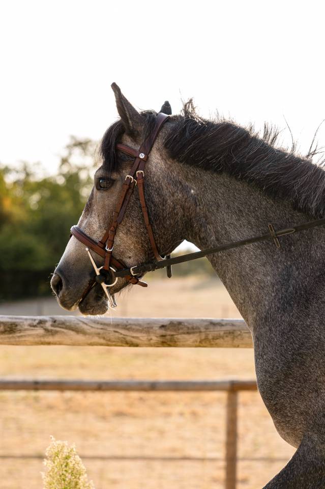 Mare Connemara For sale 2023 Grey